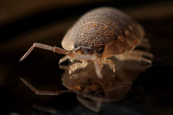 PEST CONTROL BIGGLESWADE, Bedfordshire. Services: Bed Bug Pest Control. Our bed bug pest control services are designed to effectively eliminate these pests and prevent future infestations, giving you peace of mind.