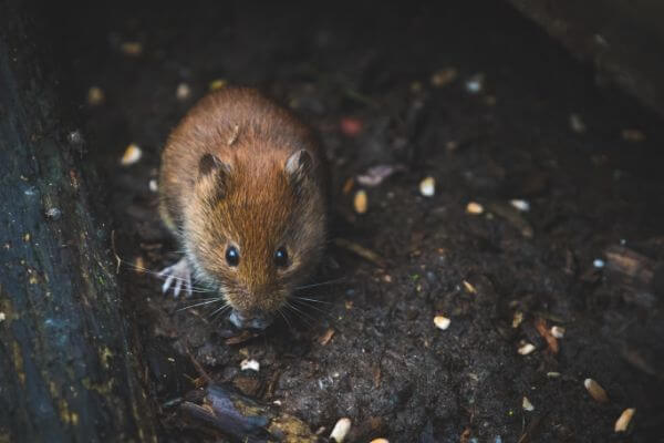 PEST CONTROL BIGGLESWADE, Bedfordshire. Services: Mouse Pest Control. Our experts can help you prevent future mouse infestations by identifying and addressing potential entry points.
