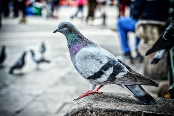 PEST CONTROL BIGGLESWADE, Bedfordshire. Services: Pigeon Pest Control. Our team provides fast and efficient pigeon pest control services for your peace of mind.